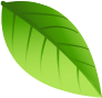 Decorative Leaf