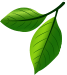 Leaf Decoration