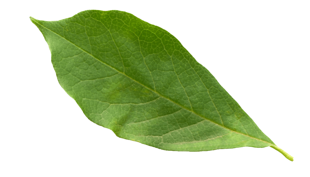 Chiếc lá